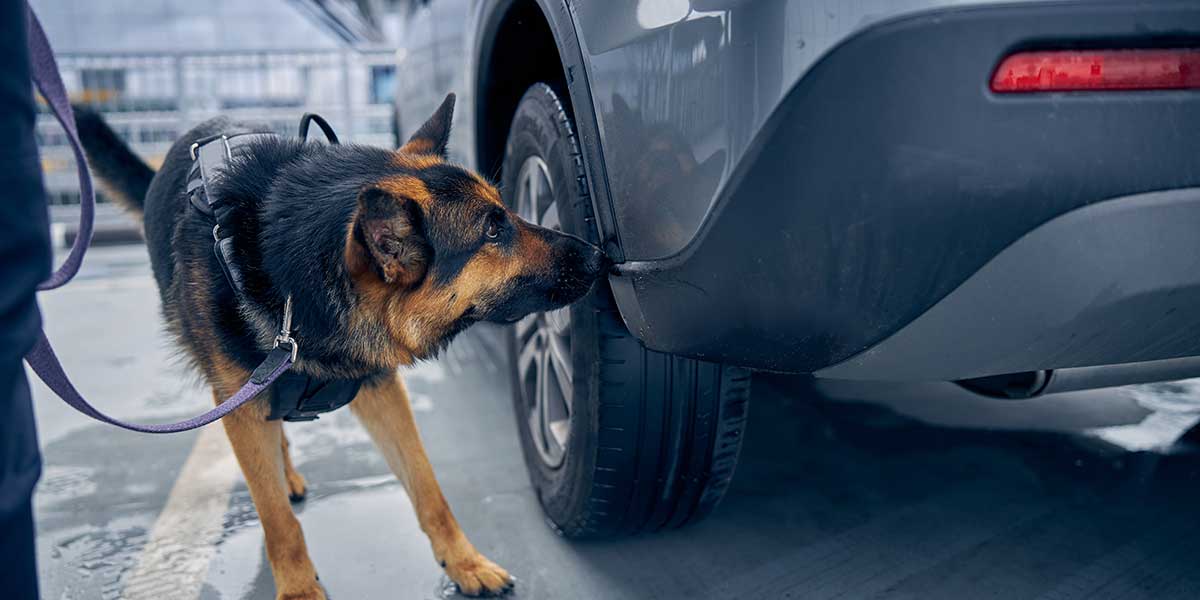 Drug trafficking search in Arizona